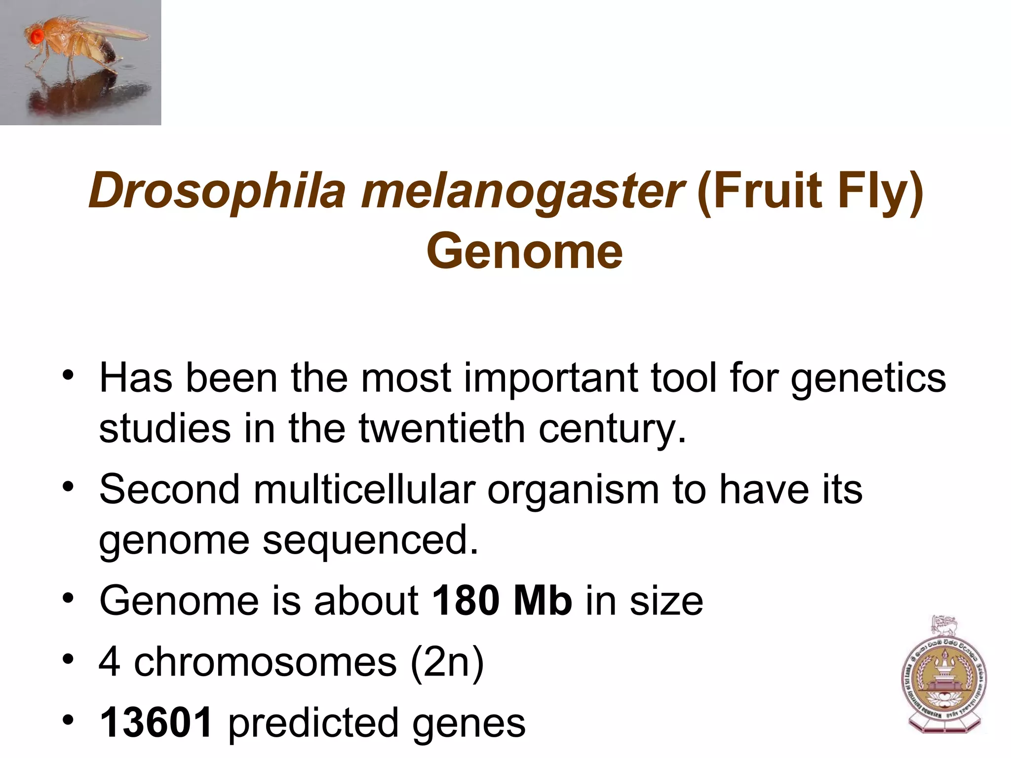 Drosophila melanogaster  (Fruit Fly) Genome Has been the most important tool for genetics studies in the twentieth century. Second multicellular organism to have its genome sequenced. Genome is about  180 Mb  in size 4 chromosomes (2n) 13601  predicted genes 