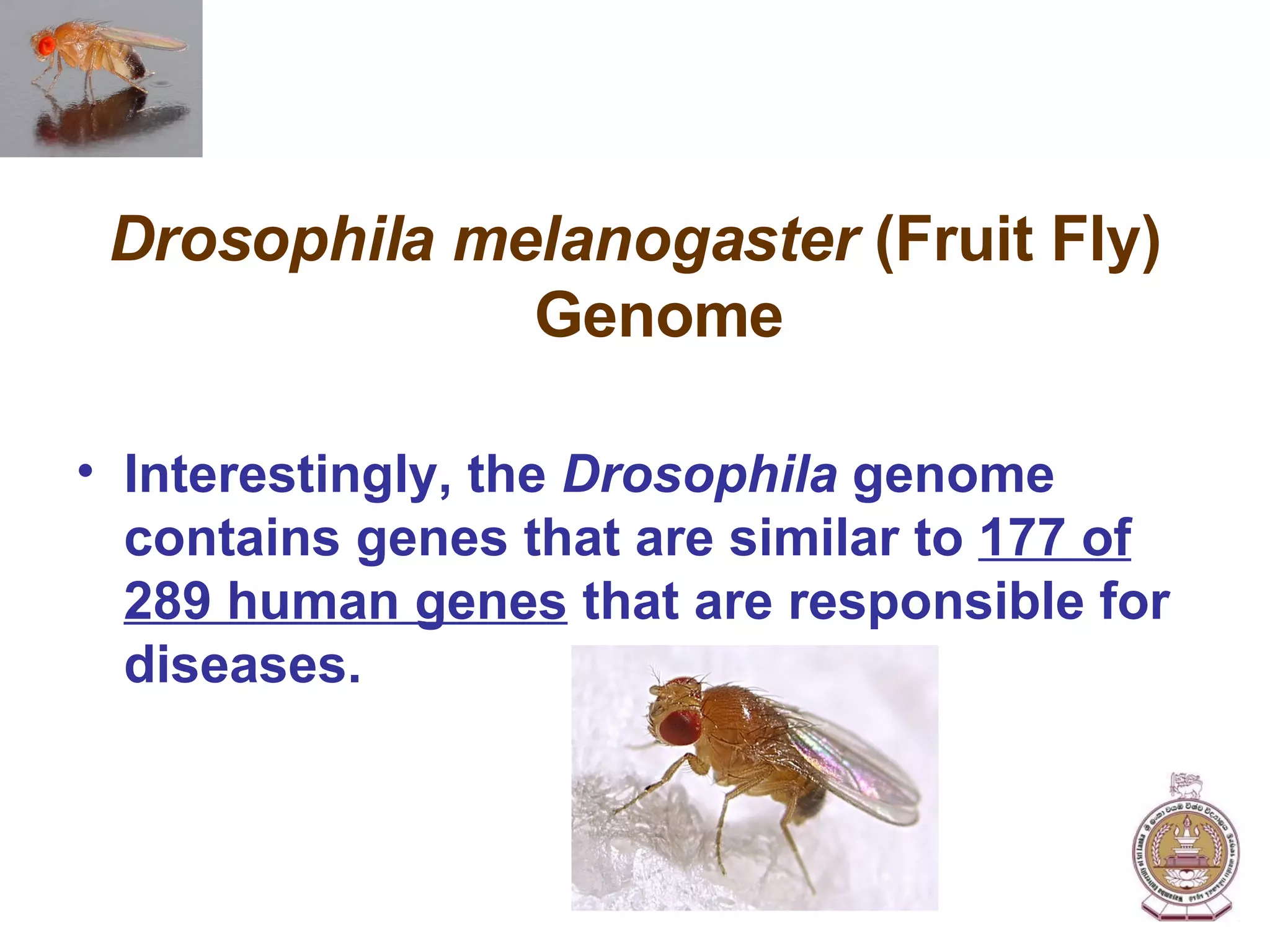 Drosophila melanogaster  (Fruit Fly) Genome Interestingly, the  Drosophila  genome contains genes that are similar to  177 of 289 human genes  that are responsible for diseases. 