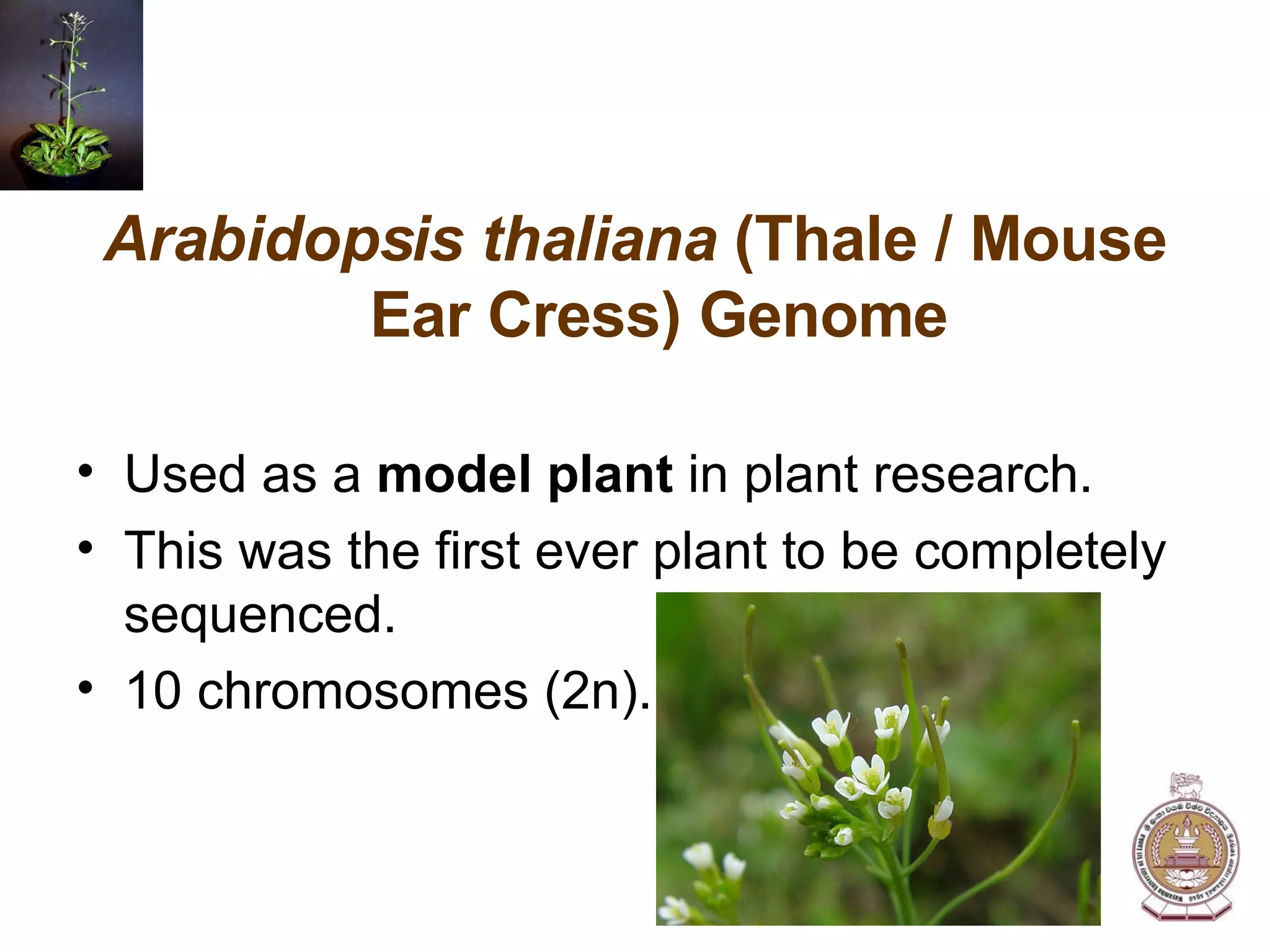 Arabidopsis thaliana  (Thale / Mouse Ear Cress) Genome Used as a  model plant  in plant research. This was the first ever plant to be completely sequenced. 10 chromosomes (2n). 