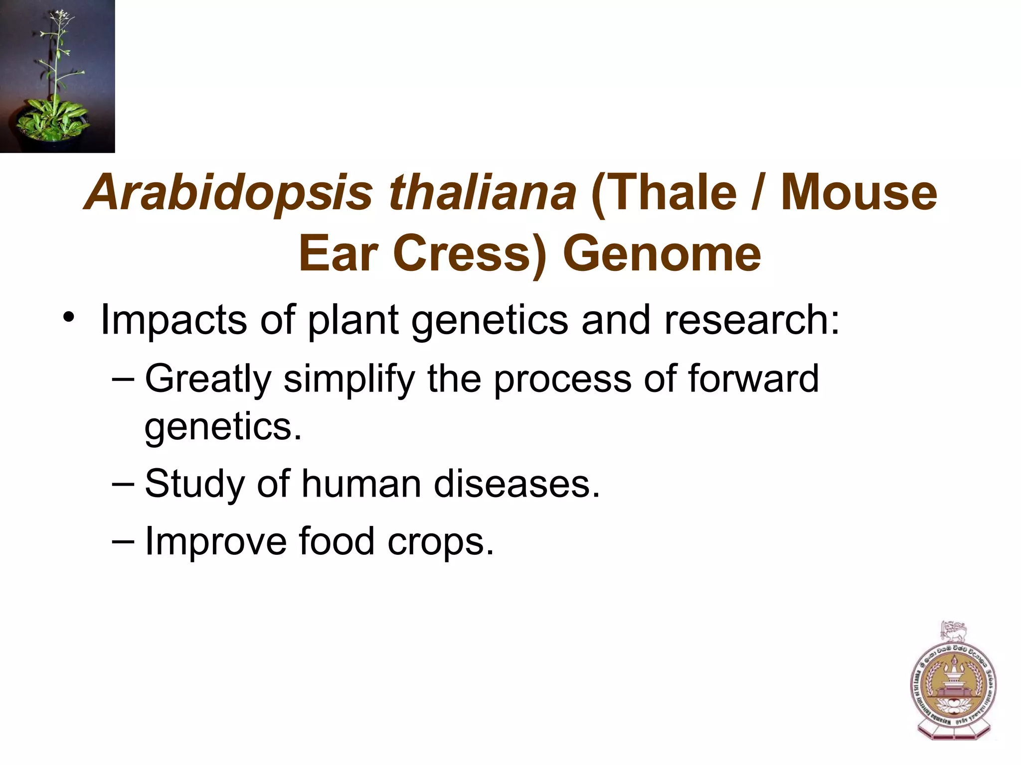 Arabidopsis thaliana  (Thale / Mouse Ear Cress) Genome Impacts of plant genetics and research: Greatly simplify the process of forward genetics. Study of human diseases. Improve food crops. 