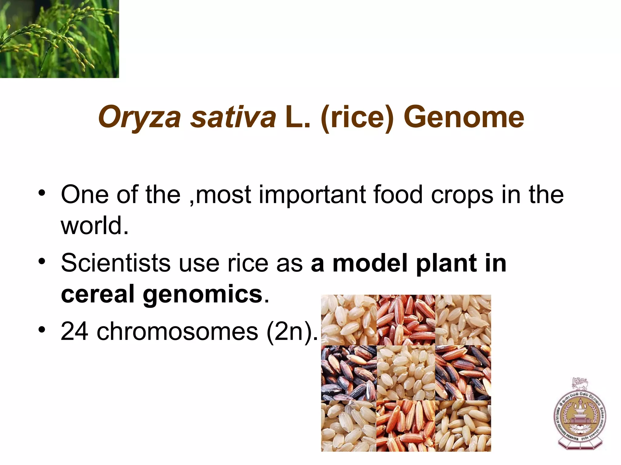 Oryza sativa  L. (rice) Genome One of the ,most important food crops in the world. Scientists use rice as  a model plant in cereal genomics . 24 chromosomes (2n). 