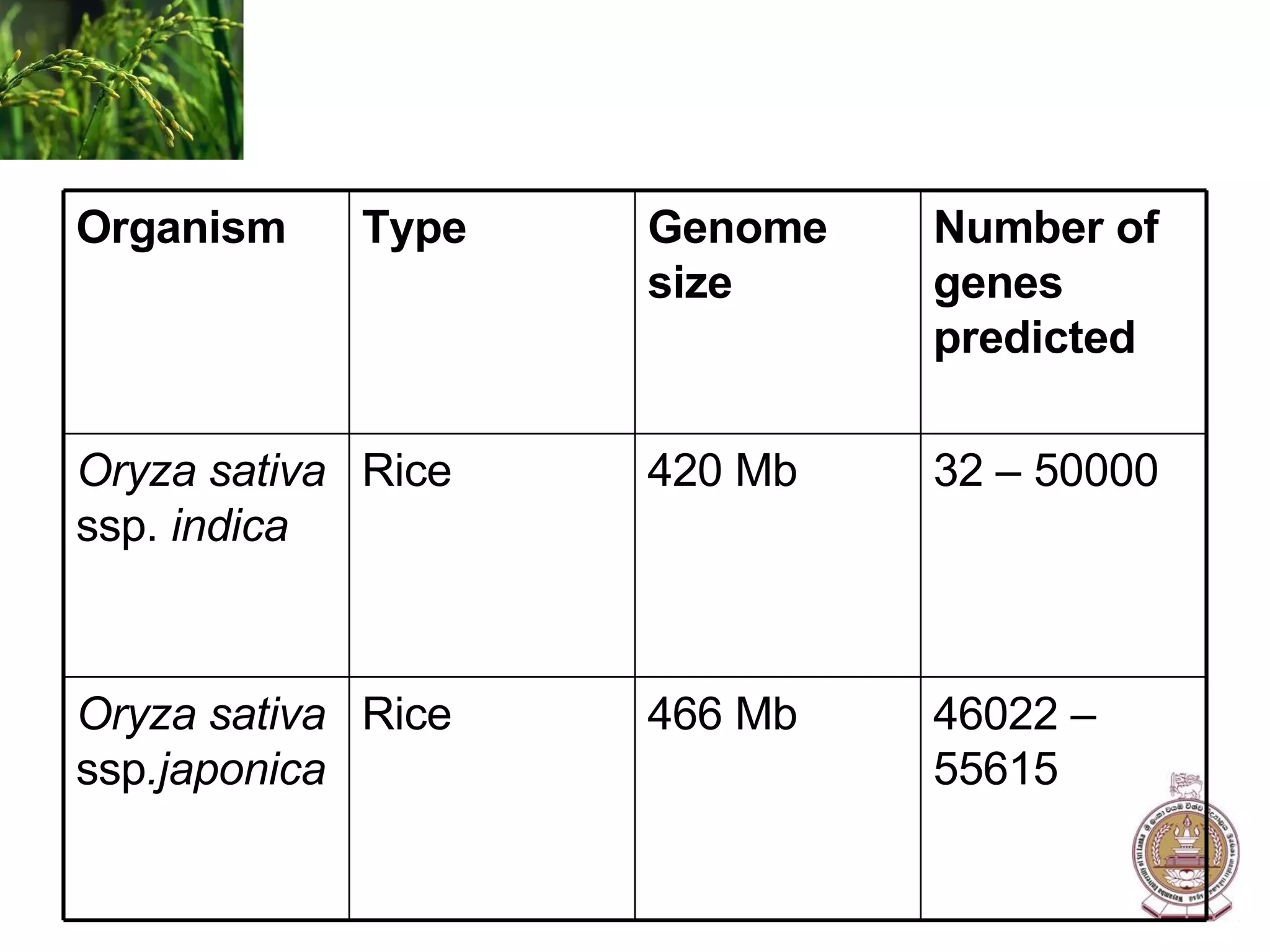46022 – 55615 466 Mb Rice Oryza sativa  ssp .japonica 32 – 50000 420 Mb Rice Oryza sativa  ssp.  indica Number of genes predicted Genome size Type Organism 