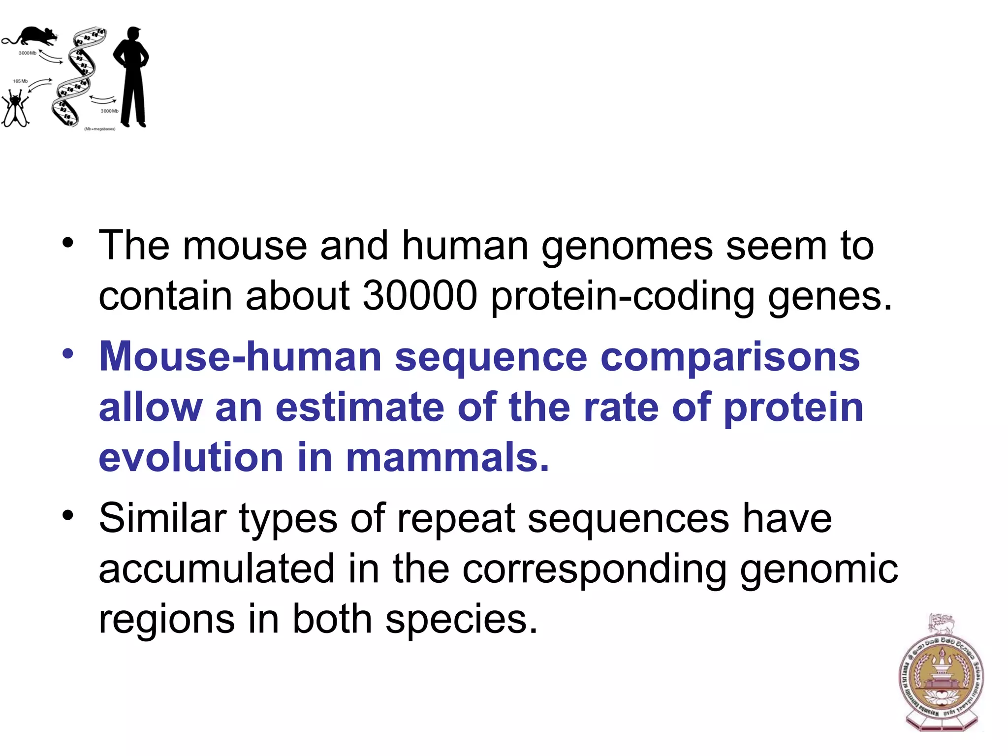 The mouse and human genomes seem to contain about 30000 protein-coding genes. Mouse-human sequence comparisons allow an estimate of the rate of protein evolution in mammals. Similar types of repeat sequences have accumulated in the corresponding genomic regions in both species. 