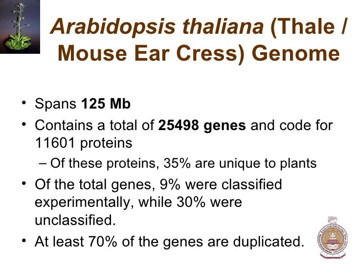 genomics arabidopsis genome size