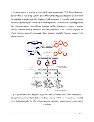 53 | P a g e
codons that span a gene-sized segment of DNA or sequences of DNA that are known to
be important in regulating adjacent genes. Once candidate genes are identified, they must
be annotated to ascribe potential functions. Such annotation is generally based on known
functions of similar gene sequences in other organisms, a type of analysis made possible
by evolutionary conservation of gene sequence and function across organisms as a result
of their common ancestry. However, after annotation there is still a subset of genes for
which functions cannot be deduced; these functions gradually become revealed with
further research.
Fig: In genomics research, fragments of genomic DNA are inserted into a vector and amplified
by replication in bacterial cells. In this way, large amounts of DNA can be cloned and extracted
from the bacterial cells. The DNA is then sequenced and further analyzed using bioinformatics
techniques.
 