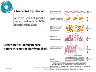 Euchromatin: Lightly packed.
Heterochromatin: Tightly packed.
3/2/2016
Sarbesh D. Dangol, PhD Agricultural Genetic
Enginee...