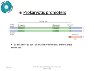 Prokaryotic promoters
• - 35 box and – 10 box ( also called Pribnow box) are consensus
sequences.
3/2/2016
Sarbesh D. Dang...