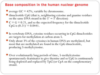 Base composition in the human nuclear genome
average GC = 42%, variable by chromosome.
dinucleotide CpG (that is, neighboring cytosine and guanine residues
on the same DNA strand in the 5 3 direction)′ → ′
C = G = 0.21, and so the expected frequency for the dinucleotide
CpG is (0.21)2
 = 0.0441. 
In vertebrate DNA, cytosine residues occurring in CpG dinucleotides
are targets for methylation at carbon atom 5.
Only about 3% of the cytosines in human DNA are methylated, but
most that are methylated are found in the CpG dinucleotide,
producing 5-methylcytosine.
Over evolutionarily long periods of time, 5-methylcytosine
spontaneously deaminates to give thymine and so CpG is continuously
being depleted and replaced by TpG (or CpA on the complementary
strand.
 