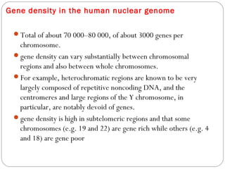 Gene density in the human nuclear genome
Total of about 70 000–80 000, of about 3000 genes per
chromosome. 
gene density can vary substantially between chromosomal
regions and also between whole chromosomes. 
For example, heterochromatic regions are known to be very
largely composed of repetitive noncoding DNA, and the
centromeres and large regions of the Y chromosome, in
particular, are notably devoid of genes.
gene density is high in subtelomeric regions and that some
chromosomes (e.g. 19 and 22) are gene rich while others (e.g. 4
and 18) are gene poor
 