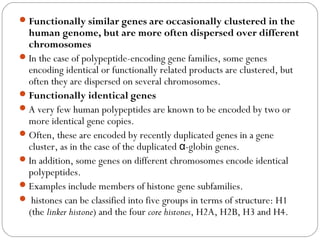 Functionally similar genes are occasionally clustered in the
human genome, but are more often dispersed over different
chromosomes
In the case of polypeptide-encoding gene families, some genes
encoding identical or functionally related products are clustered, but
often they are dispersed on several chromosomes.
Functionally identical genes
A very few human polypeptides are known to be encoded by two or
more identical gene copies.
Often, these are encoded by recently duplicated genes in a gene
cluster, as in the case of the duplicated -globin genes.α
In addition, some genes on different chromosomes encode identical
polypeptides. 
Examples include members of histone gene subfamilies.
 histones can be classified into five groups in terms of structure: H1
(the linker histone) and the four core histones, H2A, H2B, H3 and H4.
 