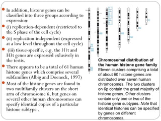 In addition, histone genes can be
classified into three groups according to
expression:
(i) replication-dependent (restricted to
the S phase of the cell cycle)
(ii) replication-independent (expressed
at a low level throughout the cell cycle)
 (iii) tissue-specific, e.g. the H1t and
H3t genes are expressed exlusively in
the testis.
There appears to be a total of 61 human
histone genes which comprise several
subfamilies (Albig and Doeneck, 1997)
Most of the histone genes are found in
two multifamily clusters on the short
arm of chromosome 6, but genes on
several other human chromosomes can
specify identical copies of a particular
histone subtype .
Chromosomal distribution of
the human histone gene family
Eleven clusters comprising a total
of about 60 histone genes are
distributed over seven human
chromosomes. The two clusters
on 6p contain the great majority of
histone genes. Other clusters
contain only one or two of the
histone gene subtypes. Note that
identical histones can be specified
by genes on different
chromosomes.
 