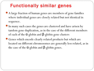 Functionally similar genes
A large fraction of human genes are members of gene families
where individual genes are closely related but not identical in
sequence.
In many such cases the genes are clustered and have arisen by
tandem gene duplication, as in the case of the different members
of each of the -globin and -globin gene clustersα β
Genes which encode clearly related products but which are
located on different chromosomes are generally less related, as in
the case of the -globin and -globin genes. α β
 