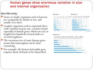 Human genes show enormous variation in size
and internal organization
Size Diversity
Genes in simple organisms such as bacteria
are comparatively similar in size, and
usually very short.
complex organisms such as mammals show
wide variation in gene size, a feature found
especially in human genes which can vary in
length from hundreds of nucleotides to
several megabases.
The enormous size of some human genes
means that transcription can be time-
consuming.
For example, the human dystrophin gene
requires about 16 hours to be transcribed
 