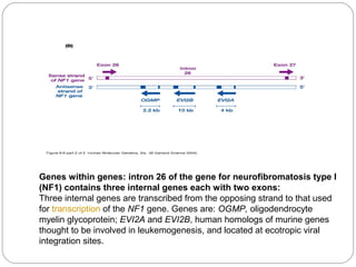 Genes within genes: intron 26 of the gene for neurofibromatosis type I
(NF1) contains three internal genes each with two exons:
Three internal genes are transcribed from the opposing strand to that used
for transcription of the NF1 gene. Genes are: OGMP, oligodendrocyte
myelin glycoprotein; EVI2A and EVI2B, human homologs of murine genes
thought to be involved in leukemogenesis, and located at ecotropic viral
integration sites.
 