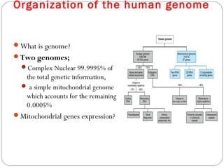 Organization of the human genome
What is genome?
Two genomes;
Complex Nuclear 99.9995% of
the total genetic information,
 a simple mitochondrial genome
which accounts for the remaining
0.0005%
Mitochondrial genes expression?
 