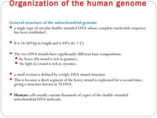 Organization of the human genome
General structure of the mitochondrial genome
 a single type of circular double-stranded DNA whose complete nucleotide sequence
has been established .
 It is 16 569 bp in length and is 44% (G + C)
 The two DNA strands have significantly different base compositions:
the heavy (H) strand is rich in guanines,
 the light (L) strand is rich in cytosines.
 a small section is defined by a triple DNA strand structure.
 This is because a short segment of the heavy strand is replicated for a second time,
giving a structure known as 7S DNA.
 Human cells usually contain thousands of copies of the double-stranded
mitochondrial DNA molecule.
 