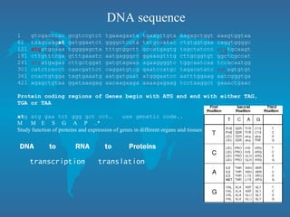DNA sequence
1 gtcgacccac gcgtccgtct tgaaagaata tgaagttgta aagagctggt aaagtggtaa
61 taagcaagat gatggaatct ggggctccta tatgccatac ctgtggtgaa caggtggggc
121 atgatgcaaa tggggagcta tttgtggctt gccatgagtg tagctatccc atgtgcaagt
181 cttgtttcga gtttgaaatc aatgagggcc ggaaagtttg cttgcggtgt ggctcgccat
241 atgatgagaa cttgctggat gatgtagaaa agaaggggtc tggcaatcaa tccacaatgg
301 catctcacct caacgattct caggatgtcg gaatccatgc tagacatatc agtagtgtgt
361 ccactgtgga tagtgaaatg aatgatgaat atgggaatcc aatttggaag aatcgggtga
421 agagctgtaa ggataaagag aacaagaaga aaaagagaag tcctaaggct gaaactgaac
Protein coding regions of Genes begin with ATG and end with either TAG,
TGA or TAA
atg atg gaa tct ggg gct cct… use genetic code..
M M E S G A P ..*
Study function of proteins and expression of genes in different organs and tissues
DNA to RNA to Proteins
transcription translation
 