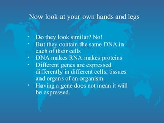 Now look at your own hands and legs
• Do they look similar? No!
• But they contain the same DNA in
each of their cells
• DNA makes RNA makes proteins
• Different genes are expressed
differently in different cells, tissues
and organs of an organism
• Having a gene does not mean it will
be expressed.
 