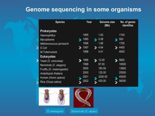 Genome sequencing in some organisms
Species Year Genome size
(Mb)
No. of genes
identifies
Prokaryotes
Haemophillus
Mycoplasma
Methanococcus jannaschi
E.Coli
M.Tuberculosis
Eukaryotes
Yeast (S. cerevisiae)
Nemotode (C. elegans)
Fruitfly (D. melanogaster)
Arabidopsis thaliana
Human (Homo spiens)
Rice (Oryza sativa)
1995
1995
1996
1997
1998
1996
1998
2000
2000
2001
2002
1.83
0.58
1.66
4.64
4.41
12.00
97.00
180.00
125.00
3200.00
430.00
1740
500
1750
4400
4000
5800
19000
13600
25500
40000
56000
D. melanogaster Nemotode (C. elegans)
 