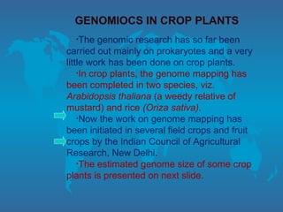 •The genomic research has so far been
carried out mainly on prokaryotes and a very
little work has been done on crop plants.
•In crop plants, the genome mapping has
been completed in two species, viz.
Arabidopsis thaliana (a weedy relative of
mustard) and rice (Oriza sativa).
•Now the work on genome mapping has
been initiated in several field crops and fruit
crops by the Indian Council of Agricultural
Research, New Delhi.
•The estimated genome size of some crop
plants is presented on next slide.
GENOMIOCS IN CROP PLANTS
 
