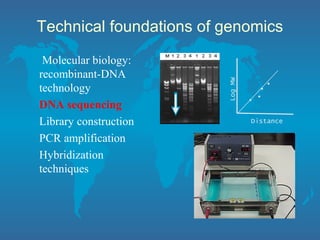 Technical foundations of genomics
Molecular biology:
recombinant-DNA
technology
DNA sequencing
Library construction
PCR amplification
Hybridization
techniques
LogMW
Distance
. .
. .
 
