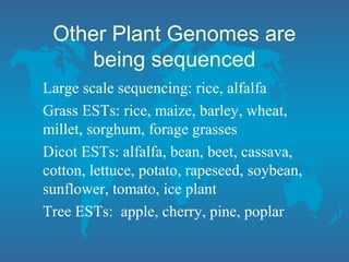 Other Plant Genomes are
being sequenced
Large scale sequencing: rice, alfalfa
Grass ESTs: rice, maize, barley, wheat,
millet, sorghum, forage grasses
Dicot ESTs: alfalfa, bean, beet, cassava,
cotton, lettuce, potato, rapeseed, soybean,
sunflower, tomato, ice plant
Tree ESTs: apple, cherry, pine, poplar
 