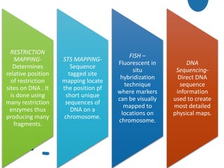 RESTRICTION
MAPPING-
Determines
relative position
of restriction
sites on DNA . It
is done using
many restriction
enzymes thus
producing many
fragments.
STS MAPPING-
Sequence
tagged site
mapping locate
the position pf
short unique
sequences of
DNA on a
chromosome.
FISH –
Fluorescent in
situ
hybridization
technique
where markers
can be visually
mapped to
locations on
chromosome.
DNA
Sequencing-
Direct DNA
sequence
information
used to create
most detailed
physical maps.
 