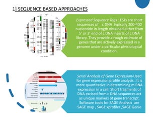 1] SEQUENCE BASED APPROACHES
Expressed Sequence Tags : ESTs are short
sequences of c DNA typically 200-400
nucleotide in length obtained either from
5’ or 3’ end of c DNA inserts of c DNA
library. They provide a rough estimate of
genes that are actively expressed in a
genome under a particular physiological
condition.
Serial Analysis of Gene Expression-Used
for gene expression profile analysis . It is
more quantitative in determining m RNA
expression in a cell. Short fragments of
DNA excised from c DNA sequences act
as unique markers of gene transcript.
Software tools for SAGE Analysis are
SAGE map , SAGE xprofiler ,SAGE Genie
 