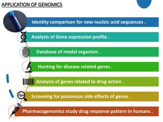 APPLICATION OF GENOMICS
Identity comparison for new nucleic acid sequences .
Analysis of Gene expression profile .
Database of model organism .
Hunting for disease related genes .
Analysis of genes related to drug action .
Screening for poisonous side effects of genes .
Pharmacogenomics study drug response pattern in humans .
 