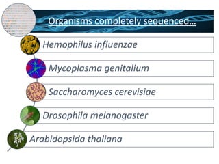 Organisms completely sequenced…
Hemophilus influenzae
Mycoplasma genitalium
Saccharomyces cerevisiae
Drosophila melanogaster
Arabidopsida thaliana
 
