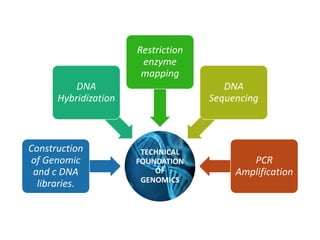 TECHNICAL
FOUNDATION
OF
GENOMICS
Construction
of Genomic
and c DNA
libraries.
DNA
Hybridization
Restriction
enzyme
mapping
DNA
Sequencing
PCR
Amplification
 