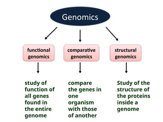 Structural Genomics Notes genomics structural genomics functional genomics | PPTX