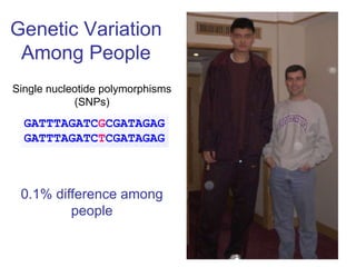 Genetic Variation
Among People
Single nucleotide polymorphisms
(SNPs)

GATTTAGATCGCGATAGAG
GATTTAGATCTCGATAGAG

0.1% difference among
people

 
