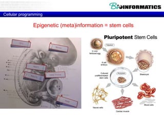 Cellular programming

Epigenetic (meta)information = stem cells

 