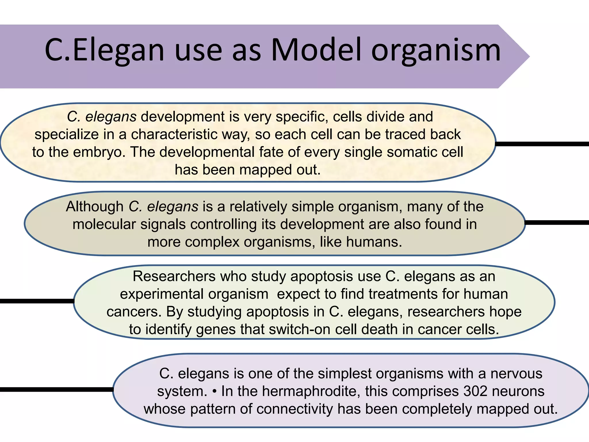 Genomics C elegan genome and model organism | PPTX
