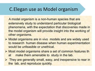 Genomics C elegan genome and model organism | PPTX