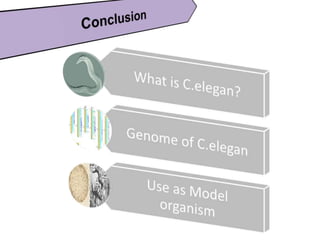 Genomics C elegan genome and model organism | PPTX