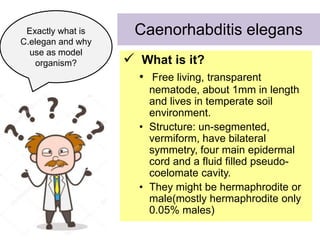 Genomics C elegan genome and model organism | PPTX