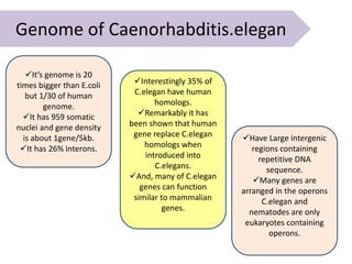 Genomics C elegan genome and model organism | PPTX