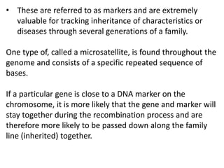 • These are referred to as markers and are extremely
valuable for tracking inheritance of characteristics or
diseases through several generations of a family.
One type of, called a microsatellite, is found throughout the
genome and consists of a specific repeated sequence of
bases.
If a particular gene is close to a DNA marker on the
chromosome, it is more likely that the gene and marker will
stay together during the recombination process and are
therefore more likely to be passed down along the family
line (inherited) together.
 