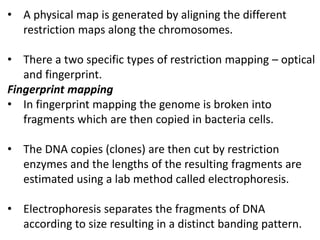 • A physical map is generated by aligning the different
restriction maps along the chromosomes.
• There a two specific types of restriction mapping – optical
and fingerprint.
Fingerprint mapping
• In fingerprint mapping the genome is broken into
fragments which are then copied in bacteria cells.
• The DNA copies (clones) are then cut by restriction
enzymes and the lengths of the resulting fragments are
estimated using a lab method called electrophoresis.
• Electrophoresis separates the fragments of DNA
according to size resulting in a distinct banding pattern.
 