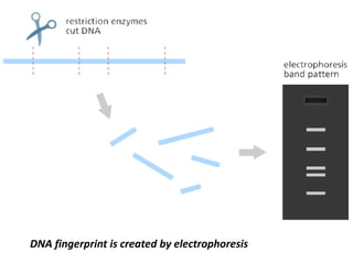 DNA fingerprint is created by electrophoresis
 