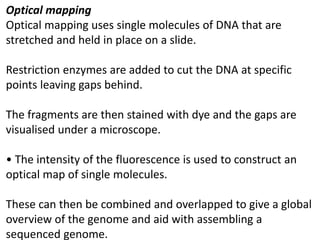 Optical mapping
Optical mapping uses single molecules of DNA that are
stretched and held in place on a slide.
Restriction enzymes are added to cut the DNA at specific
points leaving gaps behind.
The fragments are then stained with dye and the gaps are
visualised under a microscope.
• The intensity of the fluorescence is used to construct an
optical map of single molecules.
These can then be combined and overlapped to give a global
overview of the genome and aid with assembling a
sequenced genome.
 