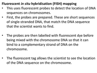 Fluorescent in situ hybridisation (FISH) mapping
• This uses fluorescent probes to detect the location of DNA
sequences on chromosomes.
• First, the probes are prepared. These are short sequences
of single-stranded DNA, that match the DNA sequence
that the scientist wants to find.
• The probes are then labelled with fluorescent dye before
being mixed with the chromosome DNA so that it can
bind to a complementary strand of DNA on the
chromosome.
• The fluorescent tag allows the scientist to see the location
of the DNA sequence on the chromosome.
 