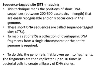 Sequence-tagged site (STS) mapping
• This technique maps the positions of short DNA
sequences (between 200-500 base pairs in length) that
are easily recognisable and only occur once in the
genome.
• These short DNA sequences are called sequence-tagged
sites (STSs).
• To map a set of STSs a collection of overlapping DNA
fragments from a single chromosome or the entire
genome is required.
• To do this, the genome is first broken up into fragments.
The fragments are then replicated up to 10 times in
bacterial cells to create a library of DNA clones.
 
