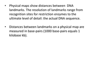 • Physical maps show distances between DNA
landmarks. The resolution of landmarks range from
recognition sites for restriction enzymes to the
ultimate level of detail: the actual DNA sequence.
• Distances between landmarks on a physical map are
measured in base-pairs (1000 base-pairs equals 1
kilobase kb).
 