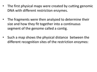• The first physical maps were created by cutting genomic
DNA with different restriction enzymes.
• The fragments were then analyzed to determine their
size and how they fit together into a continuous
segment of the genome called a contig.
• Such a map shows the physical distance between the
different recognition sites of the restriction enzymes:
 