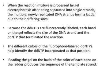 • When the reaction mixture is processed by gel
electrophoresis after being separated into single strands,
the multiple, newly-replicated DNA strands form a ladder
due to their differing sizes.
• Because the ddNTPs are fluorescently labeled, each band
on the gel reflects the size of the DNA strand and the
ddNTP that terminated the reaction.
• The different colors of the fluorophore-labeled ddNTPs
help identify the ddNTP incorporated at that position.
• Reading the gel on the basis of the color of each band on
the ladder produces the sequence of the template strand.
 
