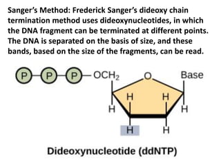 Sanger’s Method: Frederick Sanger’s dideoxy chain
termination method uses dideoxynucleotides, in which
the DNA fragment can be terminated at different points.
The DNA is separated on the basis of size, and these
bands, based on the size of the fragments, can be read.
 