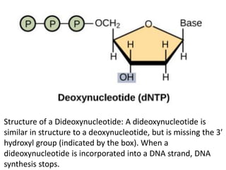 Structure of a Dideoxynucleotide: A dideoxynucleotide is
similar in structure to a deoxynucleotide, but is missing the 3′
hydroxyl group (indicated by the box). When a
dideoxynucleotide is incorporated into a DNA strand, DNA
synthesis stops.
 